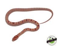 extreme-reverse-okeetee-corn-snake-for-sale.jpg