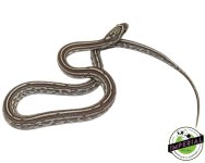anery-tessera-cornsnakes-for-sale.jpg