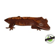 premium-crested-gecko-no-tail.jpg