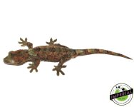 high-red-chahoua-geckos-for-sale.jpg