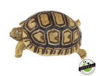 leopard-tortoise-for-sale.jpg