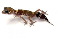 aussiebarkinggecko.jpg
