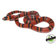 tangerine-honduran-milksnake-for-sale.jpg