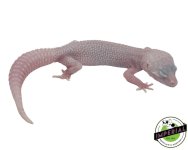 baby-super-snow-albino-leopard-geckos-for-sale.jpg