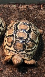 Leo Female2.a.jpg