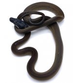 White lip 1 female.jpg