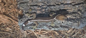 0.1 Skunk gecko.jpg