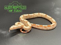 1 RLT Sunglow f copy.jpg