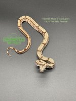 3 RLT Hypo (pos super) het Kahl f small.jpg