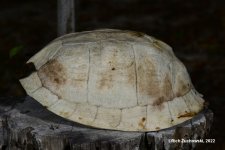 box_turtle_shell_02.jpg