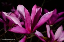 japanese_magnolias_01.jpg
