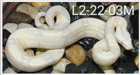 Screenshot_20220725-121242~3.png
