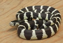 Victorville California Kingsnake_8040.jpg
