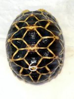 Burm 6a.jpg