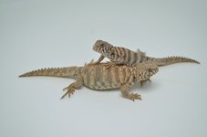 ORNATE2.jpeg