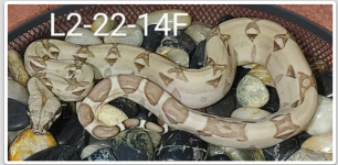 Screenshot_20220725-121451~2.png