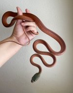 bnigriceps-22-m1-ig.jpg
