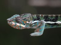 BerzerkerxJJMale7.16.3.jpg
