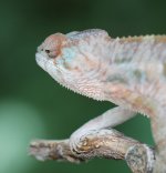 LuminosityxZuriFemale7.16.jpg