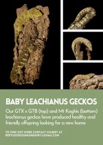 Leachie Flyer copy.jpg