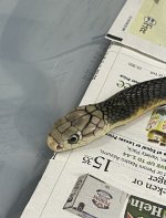 IMG_5579.jpg