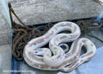 Nebraska White Plains Garter Snake_6862.jpg
