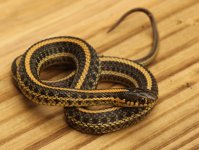 Plains Garter Snake_8251.jpg