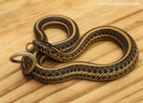 Plains Garter Snake_8252.jpg