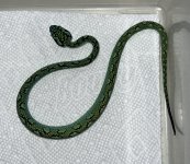 IMG_5587.jpg