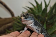 melanistic lacerta.jpeg