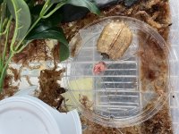 Spengleri hatchling.jpg