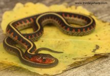 Oregon Red-spotted Garter Snake_8424.jpg