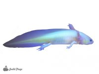 axolotls_2.15-5 (1).jpg