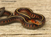 Oregon Red-spotted Garter Snakes_8426.jpg