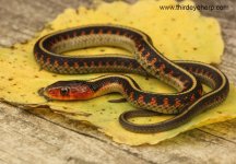 Oregon Red-spotted Garter Snake_8425.jpg