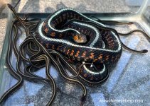 10 Oregon Red-spotted Garter Snakes_7374.jpg