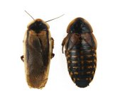 male_female_dubia_roaches_josh_s_frogs-e160a806.jpg