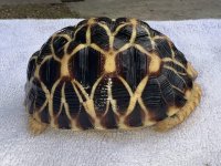 Burmese 2.jpg