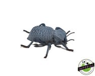 blue-death-feighning-beetle-for-sale.jpg
