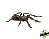 venezuelan-suntiger-tarantula-for-sale_f1d2ab31-181d-4bd7-9828-fa03780de810.jpg