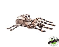 indian-ornamental-tarantula.jpg