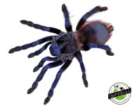 brazilian-blue-violet-tarantula-for-sale.jpg