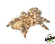 wessels-tiger-spider-for-sale.jpg