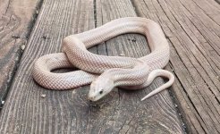 pinkpatternlesshetleucymale.jpg