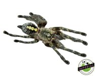 red-slate-ornamental-tarantula-for-sale.jpg