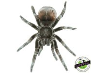 cascada-giant-bird-eating-tarantula-for-sale.jpg