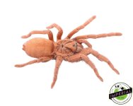 trinidad-dwarf-gold-tarantula-for-sale.jpg