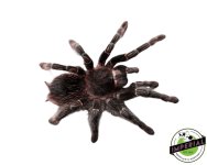 salmon-pink-bird-eater-tarantula-for-sale.jpg