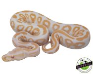 albino-black-pastel-ball-pythons-for-sale.jpg