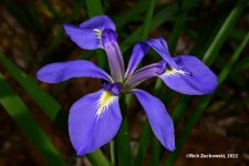 iris_04242022_01.jpg